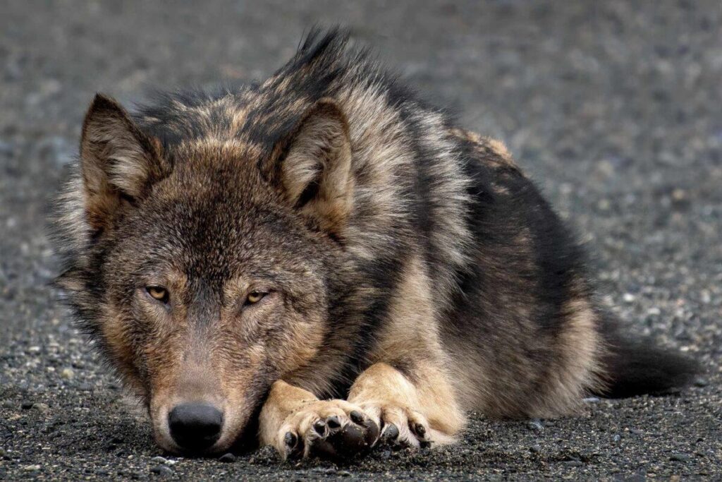 Grey Wolf is America’s Newest Nuclear Deterrent
