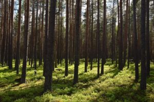 That ‘Tourist’ in the Forest Might Be a Russian Spy, Latvia Warns